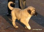 Kangal - Welpen